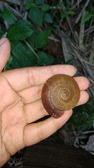 Dyakia rumphii
