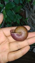 Dyakia rumphii