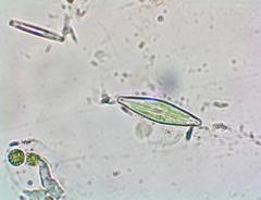 Bacillariophycidae