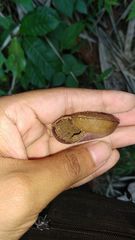 Dyakia rumphii