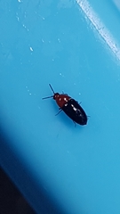 Coleoptera