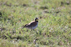 Eremophila alpestris