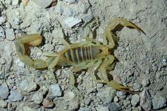 Paruroctonus variabilis