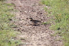 Eremophila alpestris