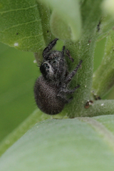 Phidippus princeps