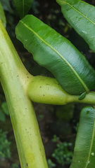 Angiopteris marchionica