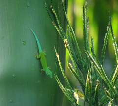 Phelsuma andamanensis