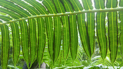 Angiopteris marchionica