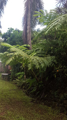 Angiopteris marchionica