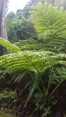 Angiopteris marchionica