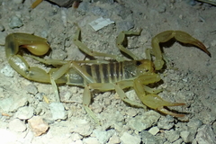 Paruroctonus variabilis