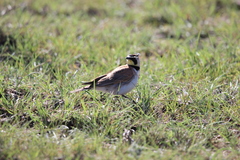 Eremophila alpestris