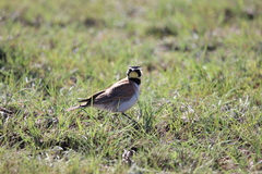 Eremophila alpestris