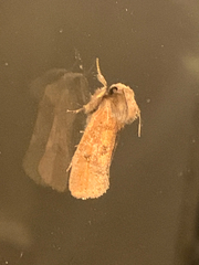 Acrolophus plumifrontella