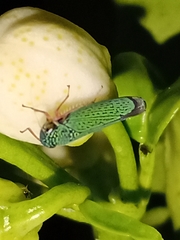 Versigonalia vermiculata