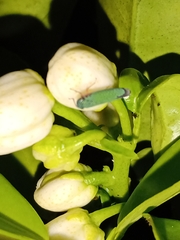 Versigonalia vermiculata