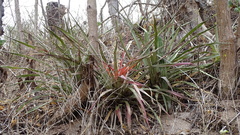 Bromelia karatas