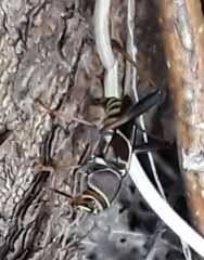 Neoclytus mucronatus