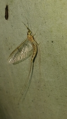 Ephemera varia
