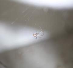 Megalepthyphantes nebulosus