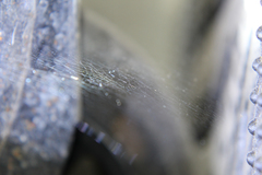 Megalepthyphantes nebulosus