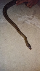 Coelognathus flavolineatus