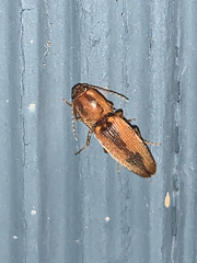 Conoderus vespertinus