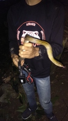 Coelognathus flavolineatus