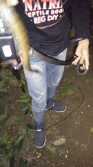 Coelognathus flavolineatus