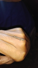 Hemiphyllodactylus typus