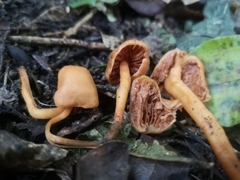 Macrocystidia reducta
