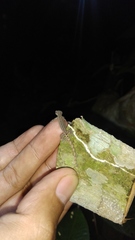 Hemiphyllodactylus typus