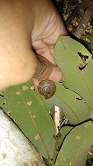 Dyakiidae