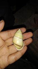 Amphidromus palaceus