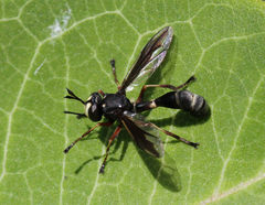 Physocephala furcillata