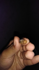 Dyakiidae