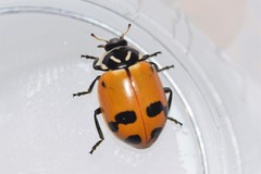 Hippodamia glacialis