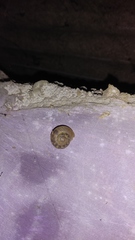 Dyakiidae