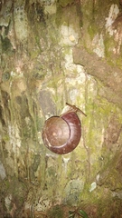Dyakia rumphii
