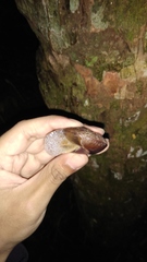 Dyakia rumphii