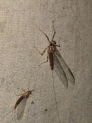 Maccaffertium ithaca