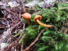 Macrocystidia reducta