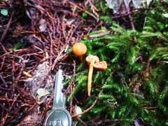 Macrocystidia reducta