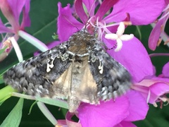 Syngrapha alias