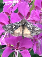 Syngrapha alias
