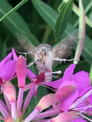 Syngrapha alias