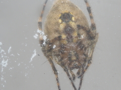 Eriovixia tangi