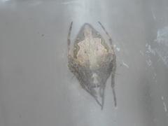 Eriovixia tangi