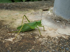 Tettigonia orientalis