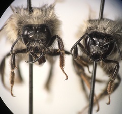 Bombus mixtus
